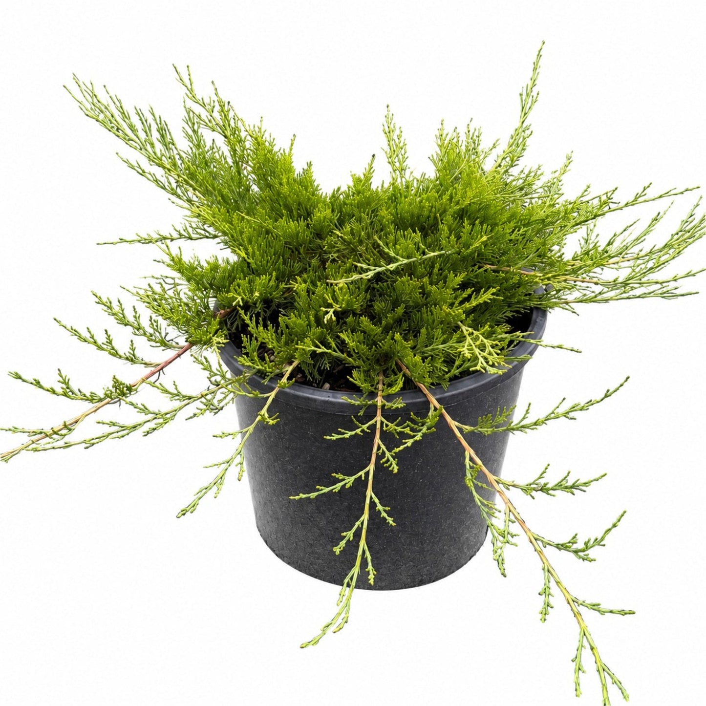 Buffalo Juniper