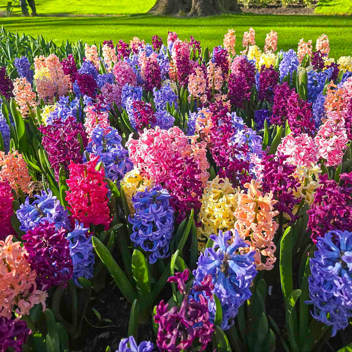 Hyacinth Mix