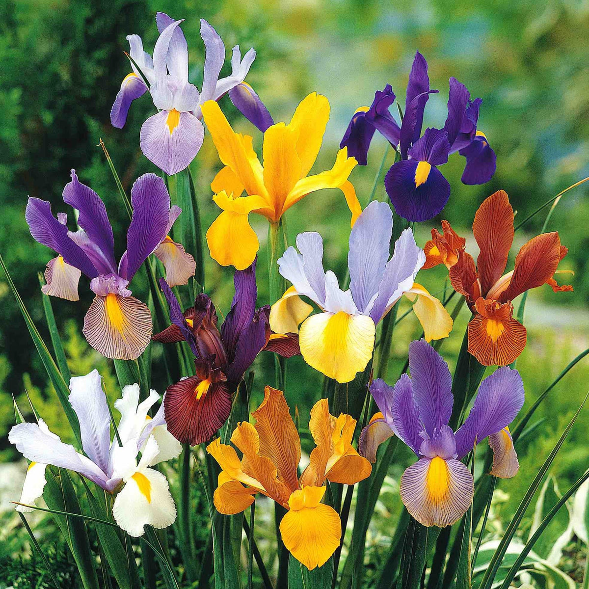 Dutch Iris Beauty Mixture