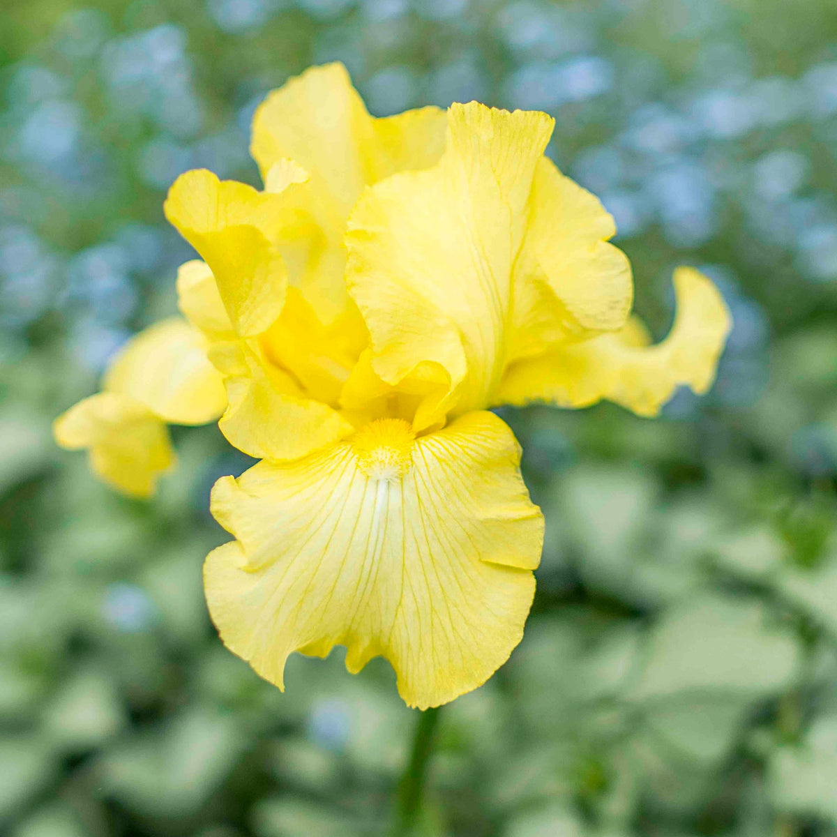Harvest of Memories Reblooming Bearded Iris