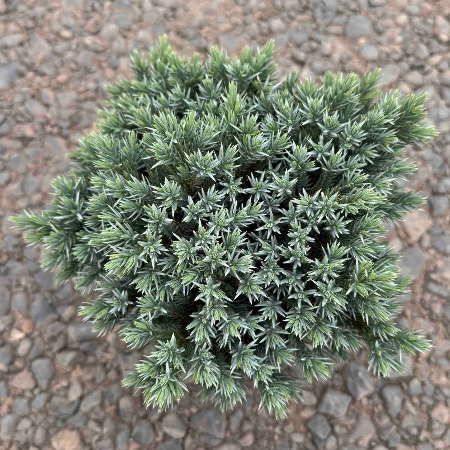 Blue Star Juniper