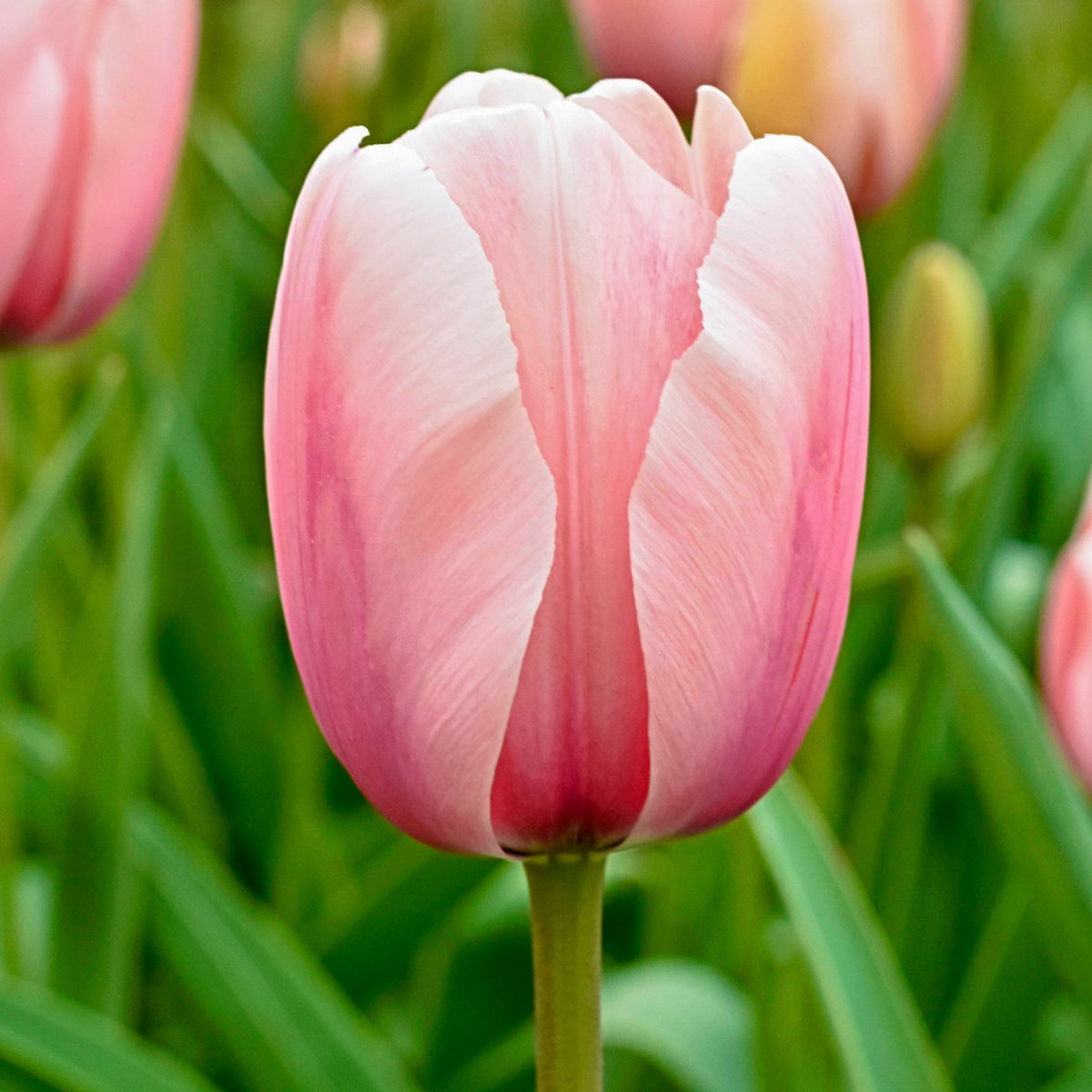 Salmon Impression Darwin Hybrid Tulip