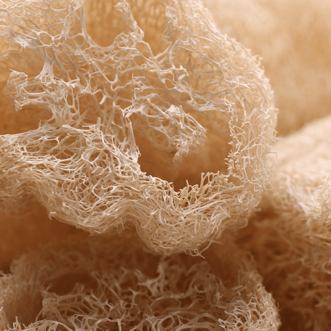 Natural Loofah Sponge