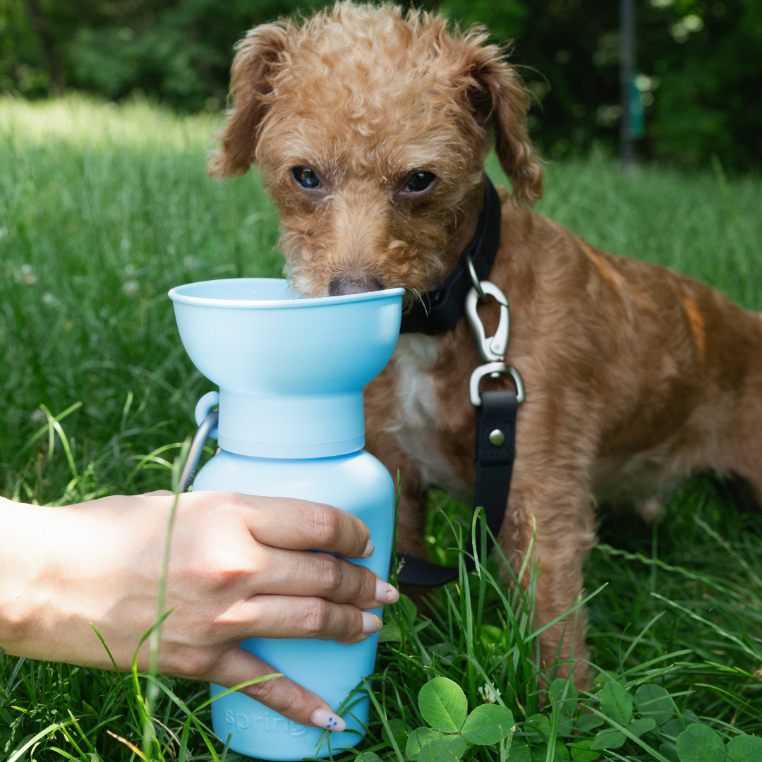 20oz Flip Dog Travel Water Bottle
