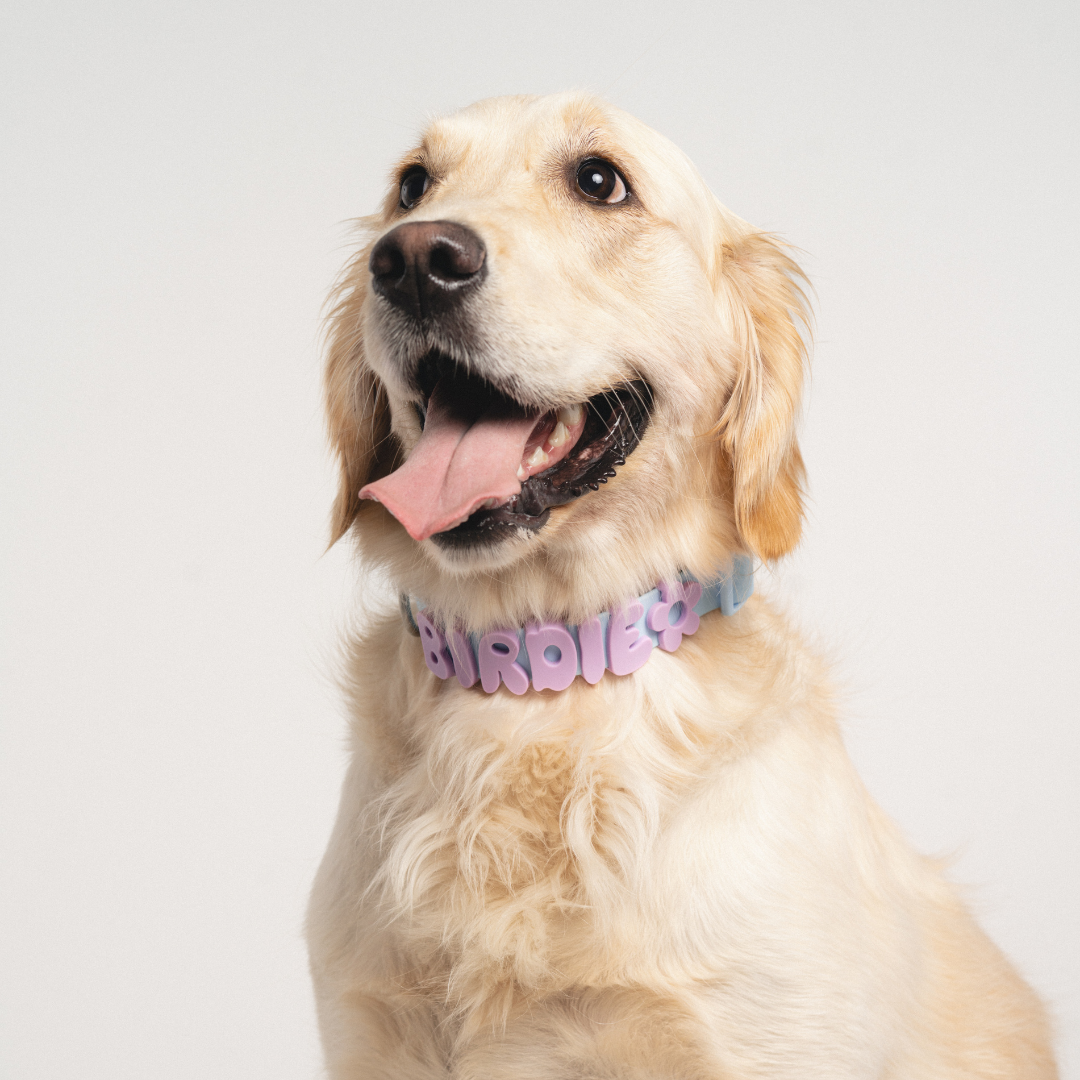 Waterproof Dog Collar