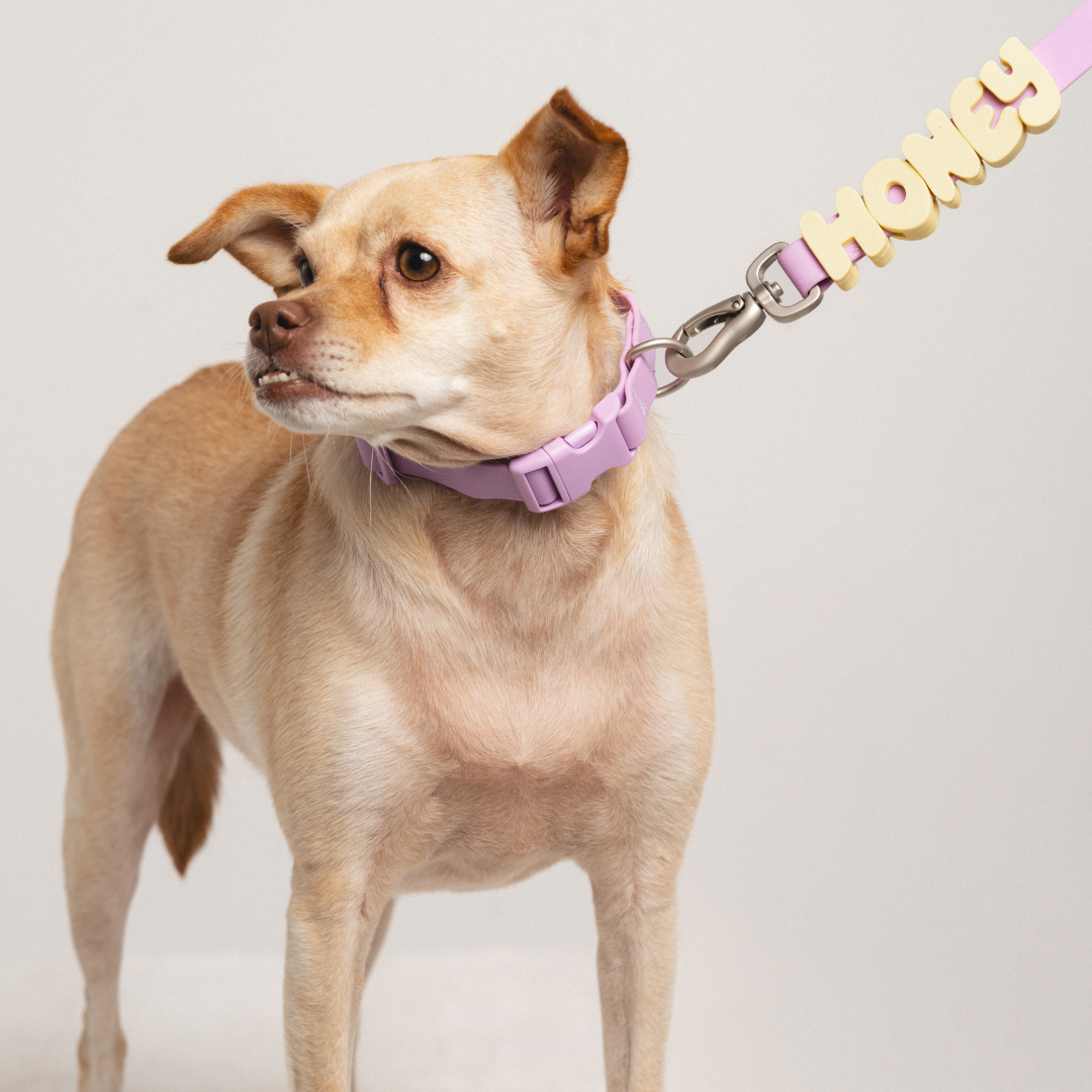 Waterproof Dog Leash - 5ft