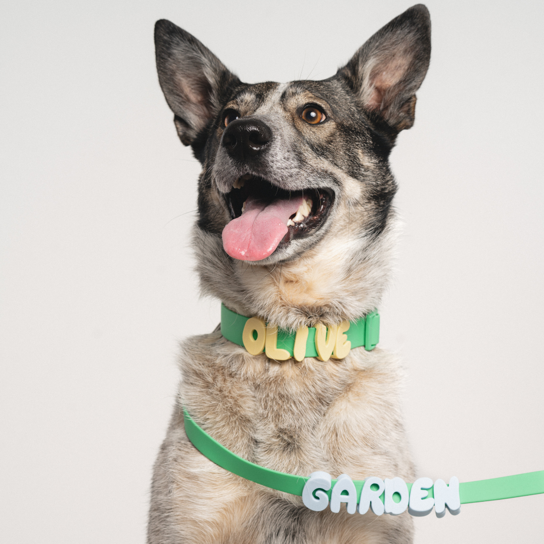 Waterproof Dog Leash - 5ft