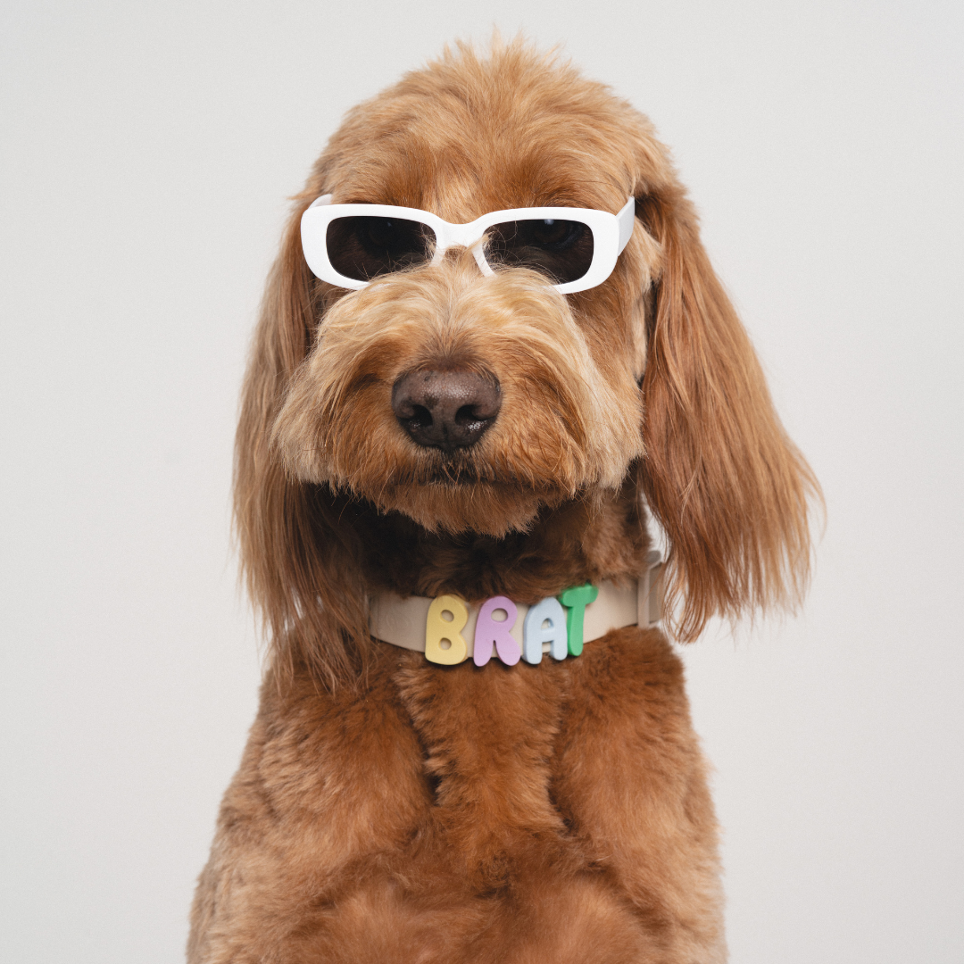 Waterproof Dog Collar