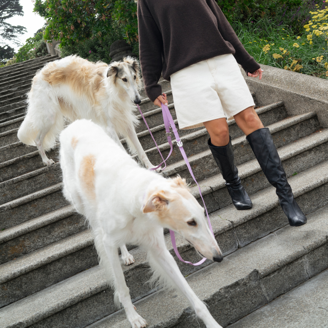 Waterproof Dog Leash - 5ft