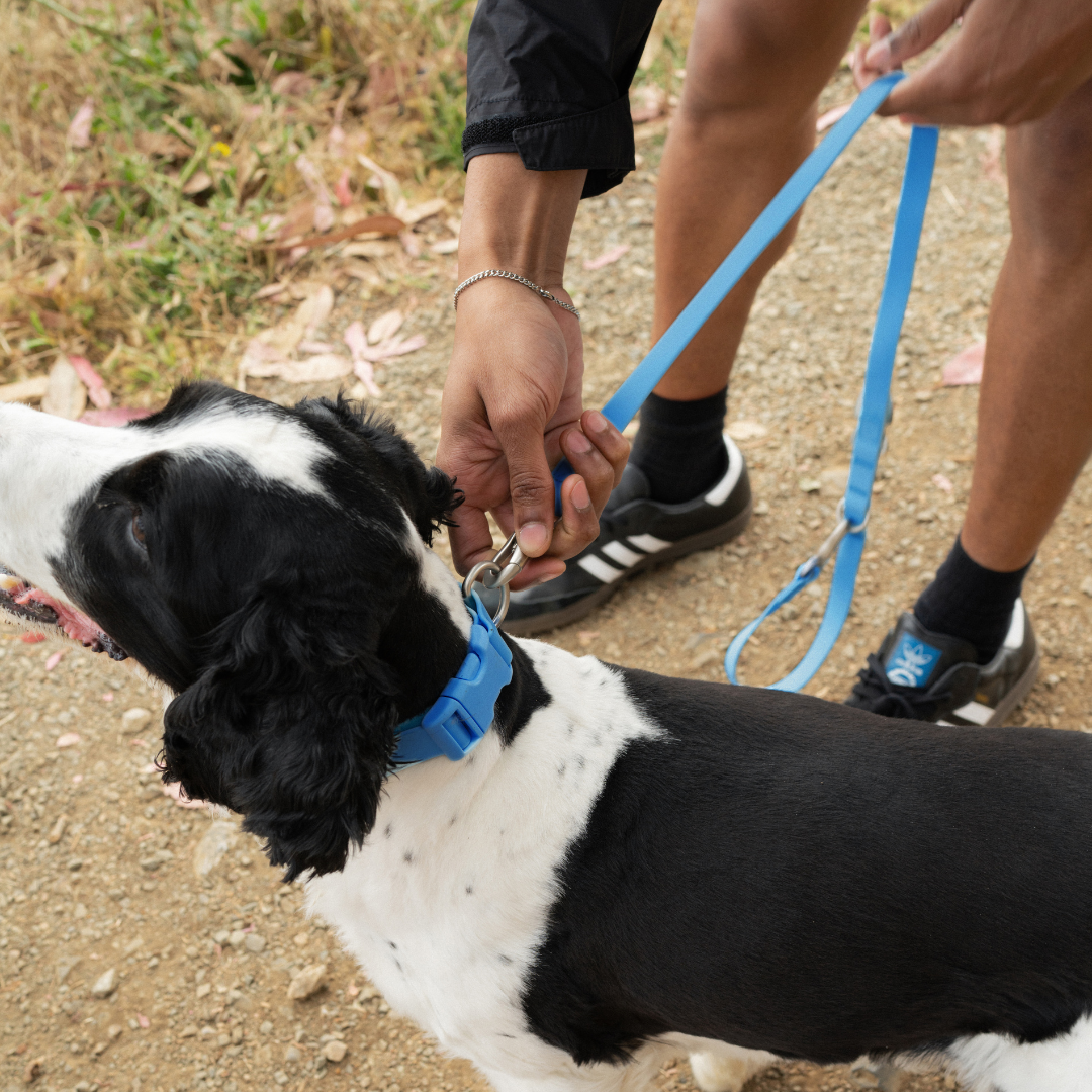 Waterproof Dog Leash - 5ft