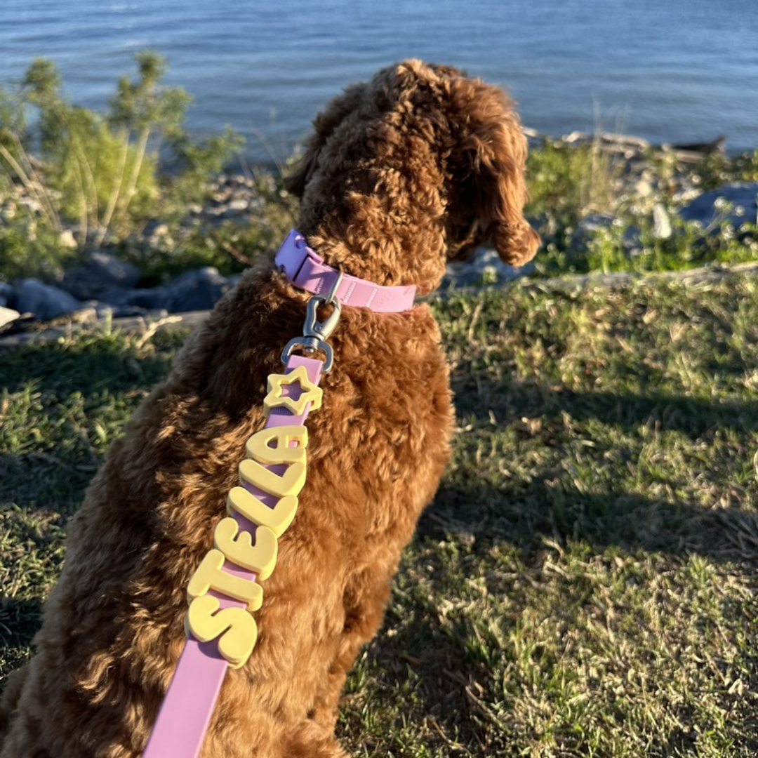 Waterproof Dog Leash - 5ft