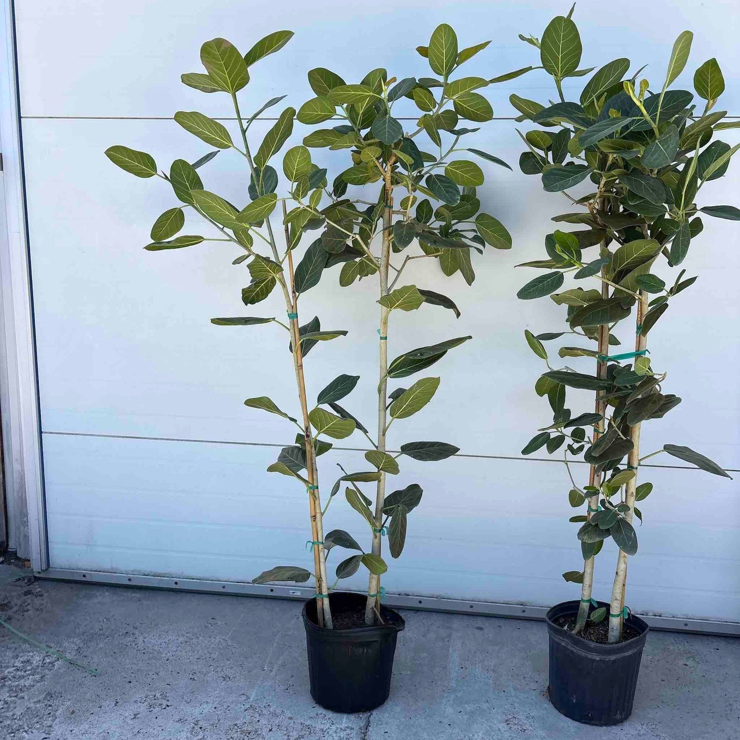 Ficus Audrey (Multi-stem)