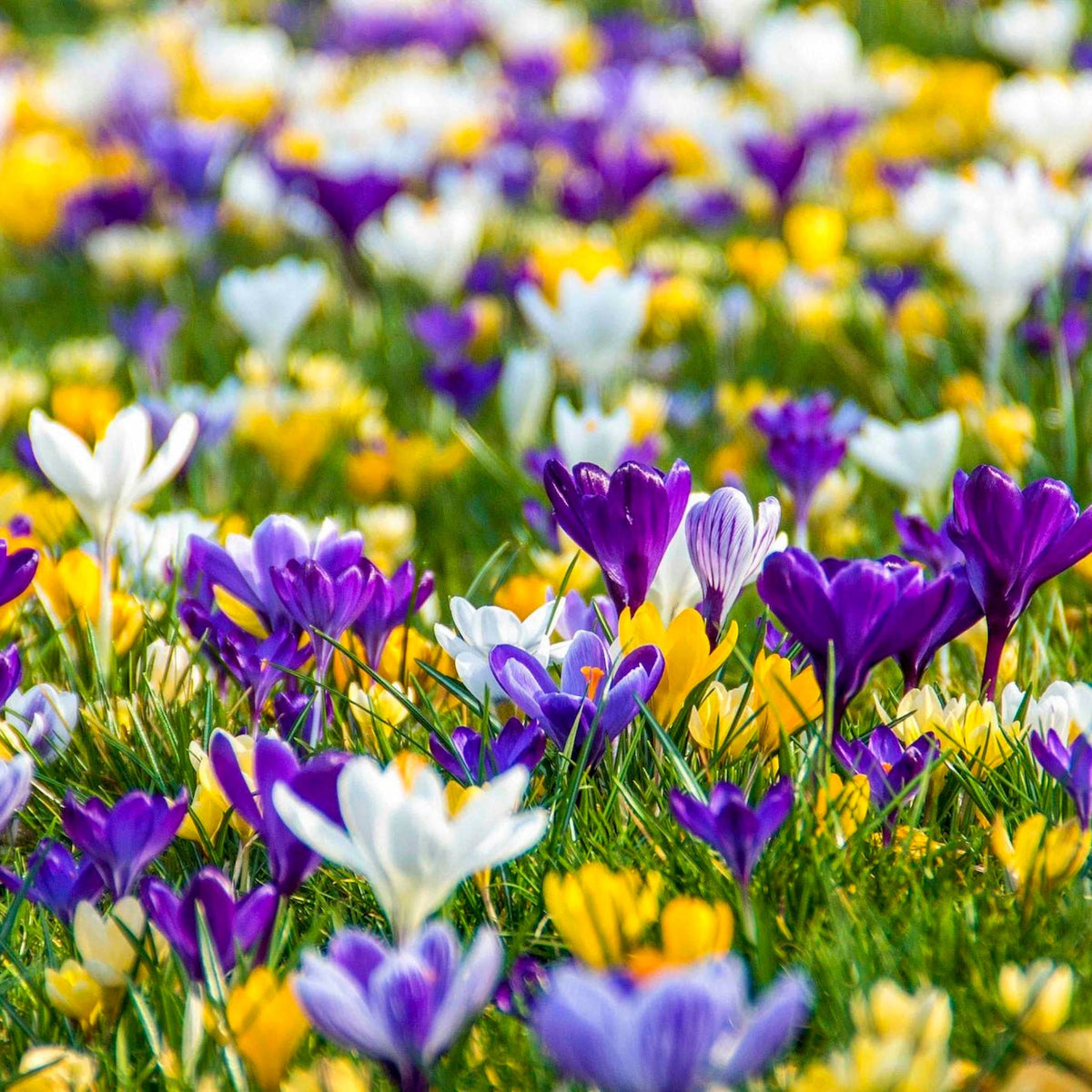 Giant Crocus Mix