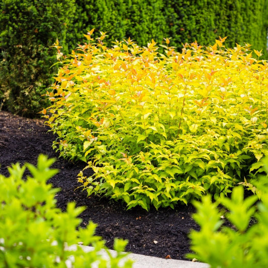 Firefly® Bush Honeysuckle