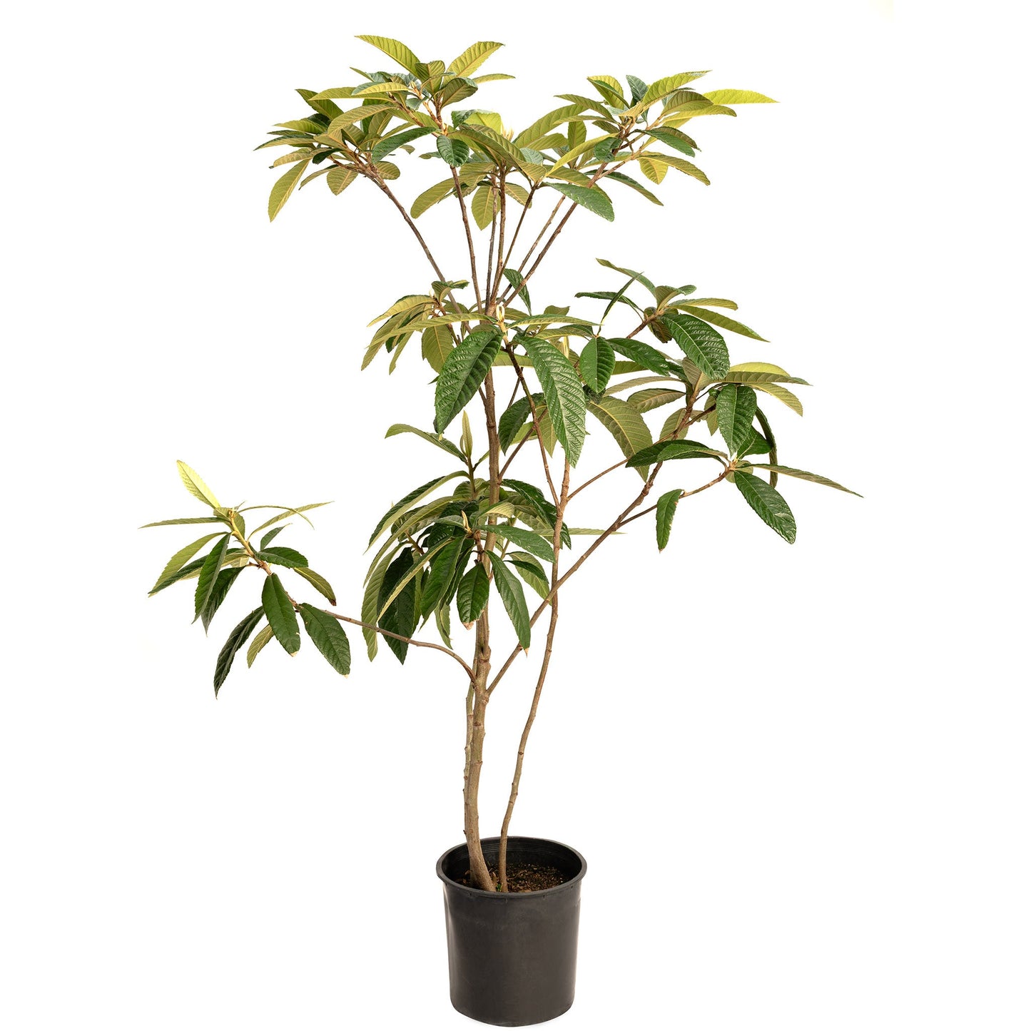 Japanese Loquat