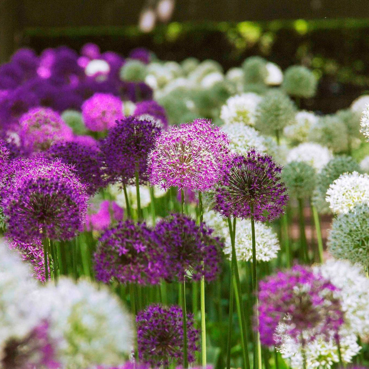 Giant Mixed Allium Super Bag