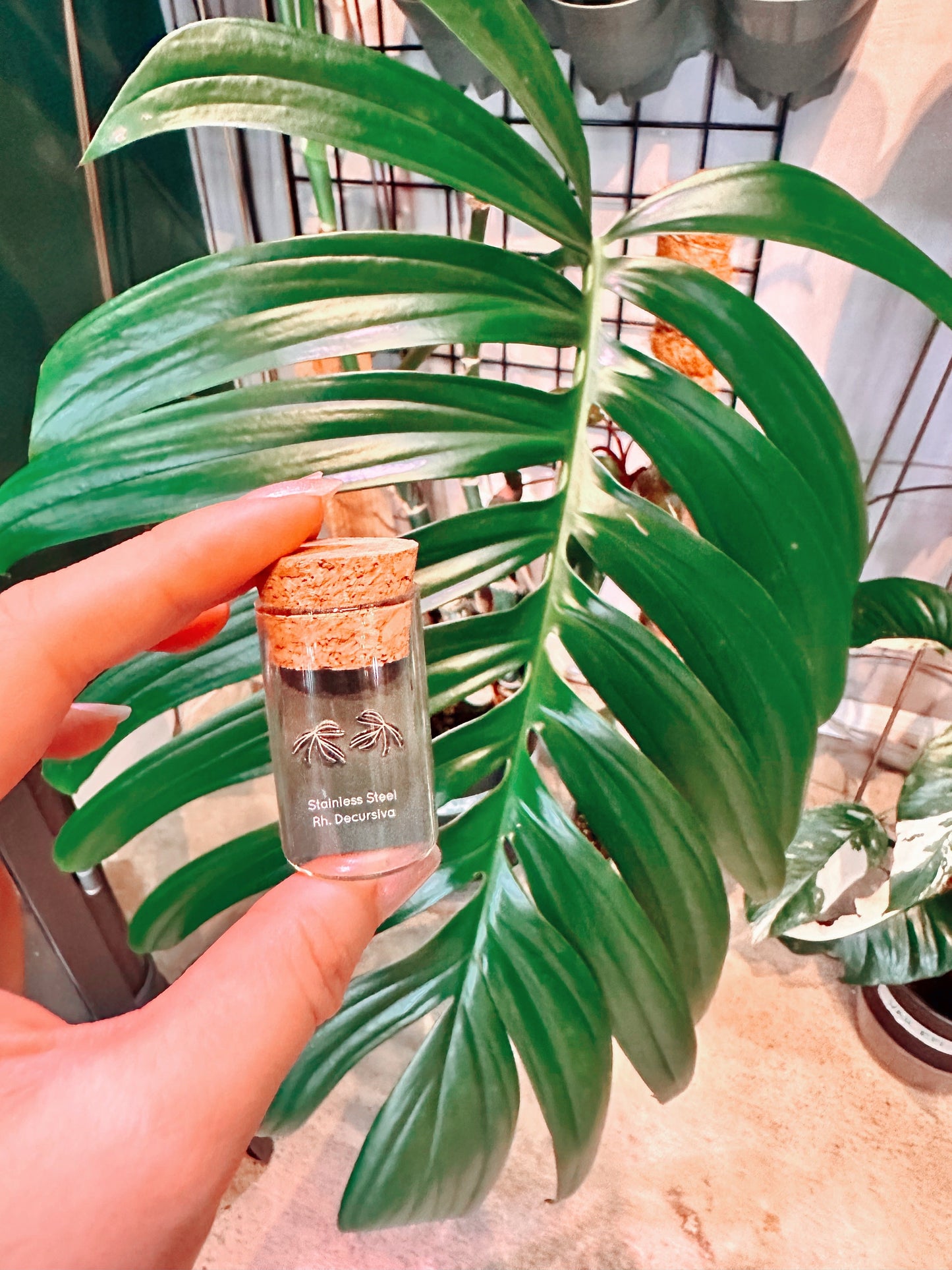 Rhaphidophora Decursiva Metal Stud Earrings