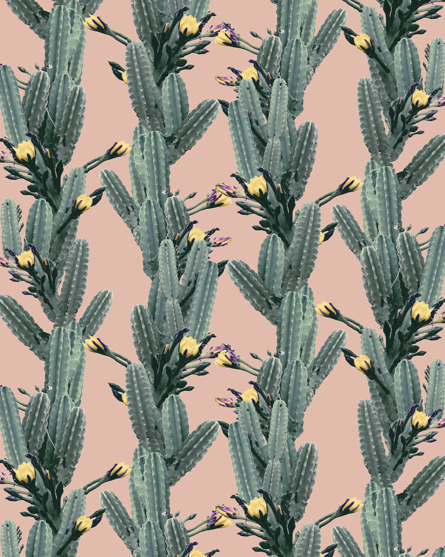 Los Cactus Wallpaper, pink