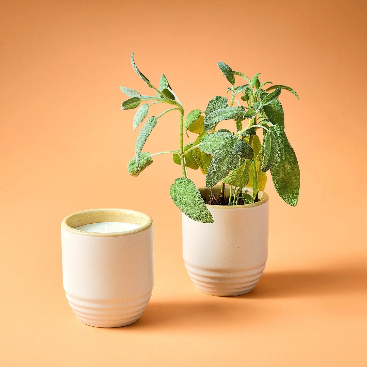 Garden Vibes Candle/Planter 2-in-1