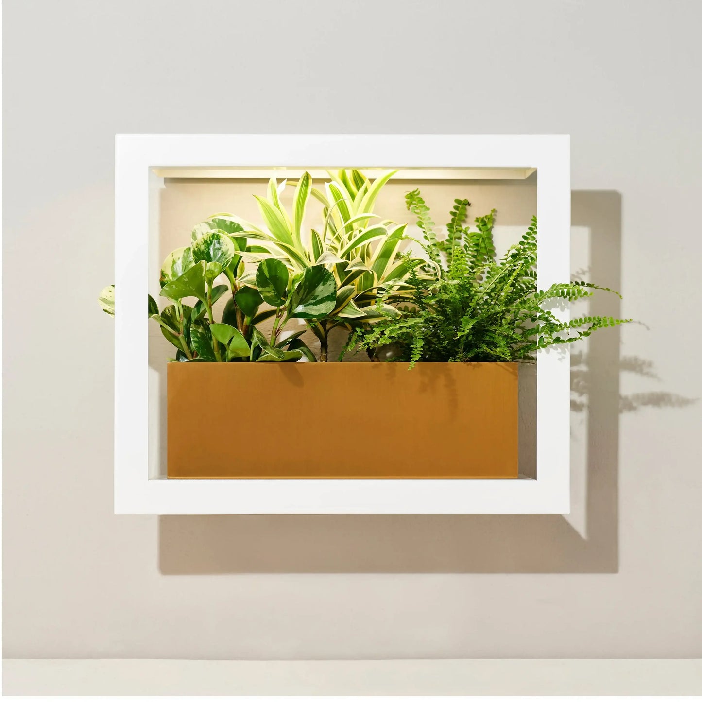 Smart Standard Growframe