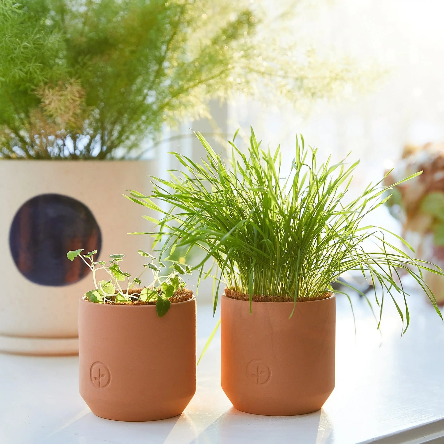 Pet Tiny Terracotta Grow Kits