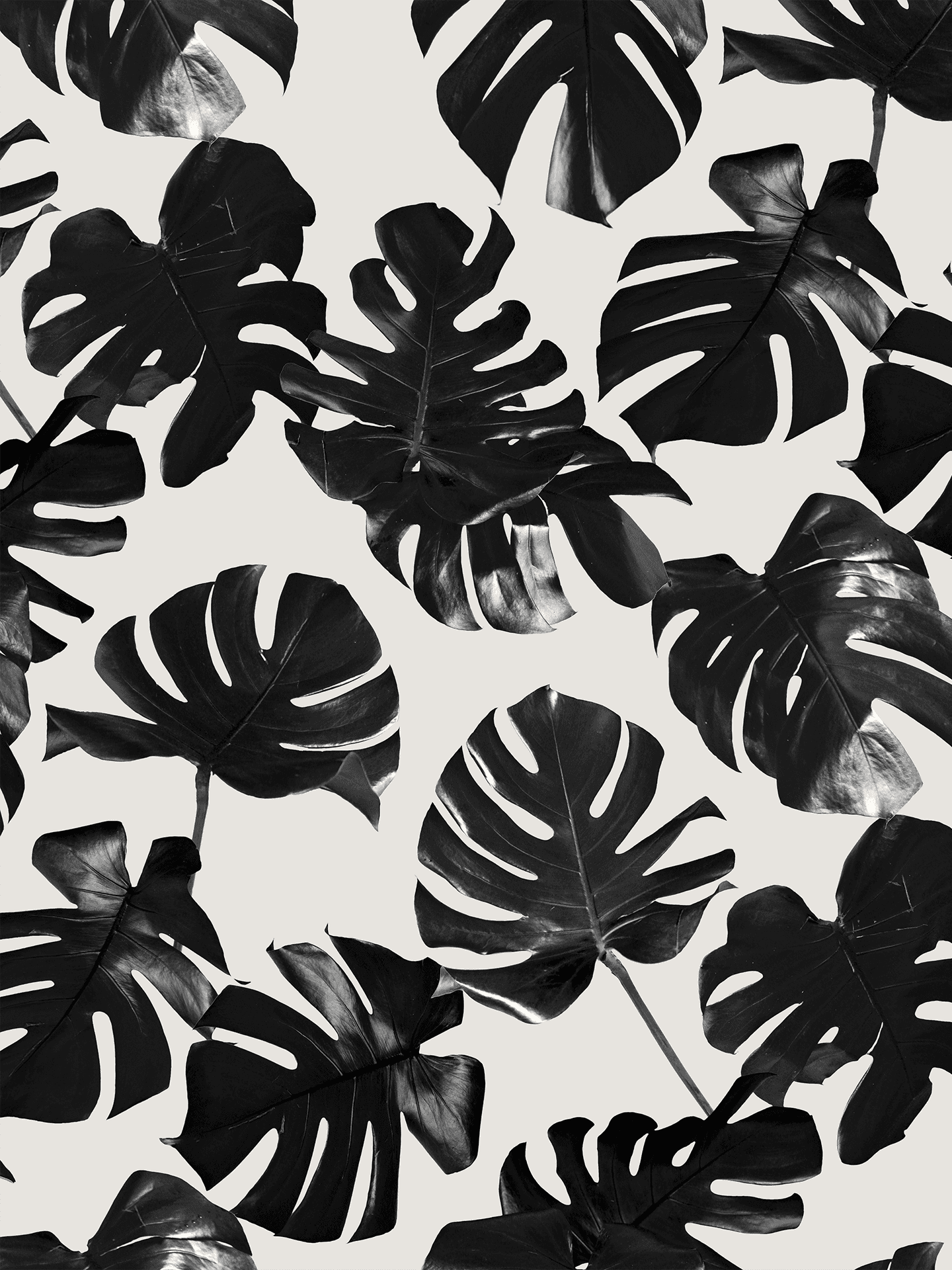 Monstera Leaf Wallpaper, black and off-white