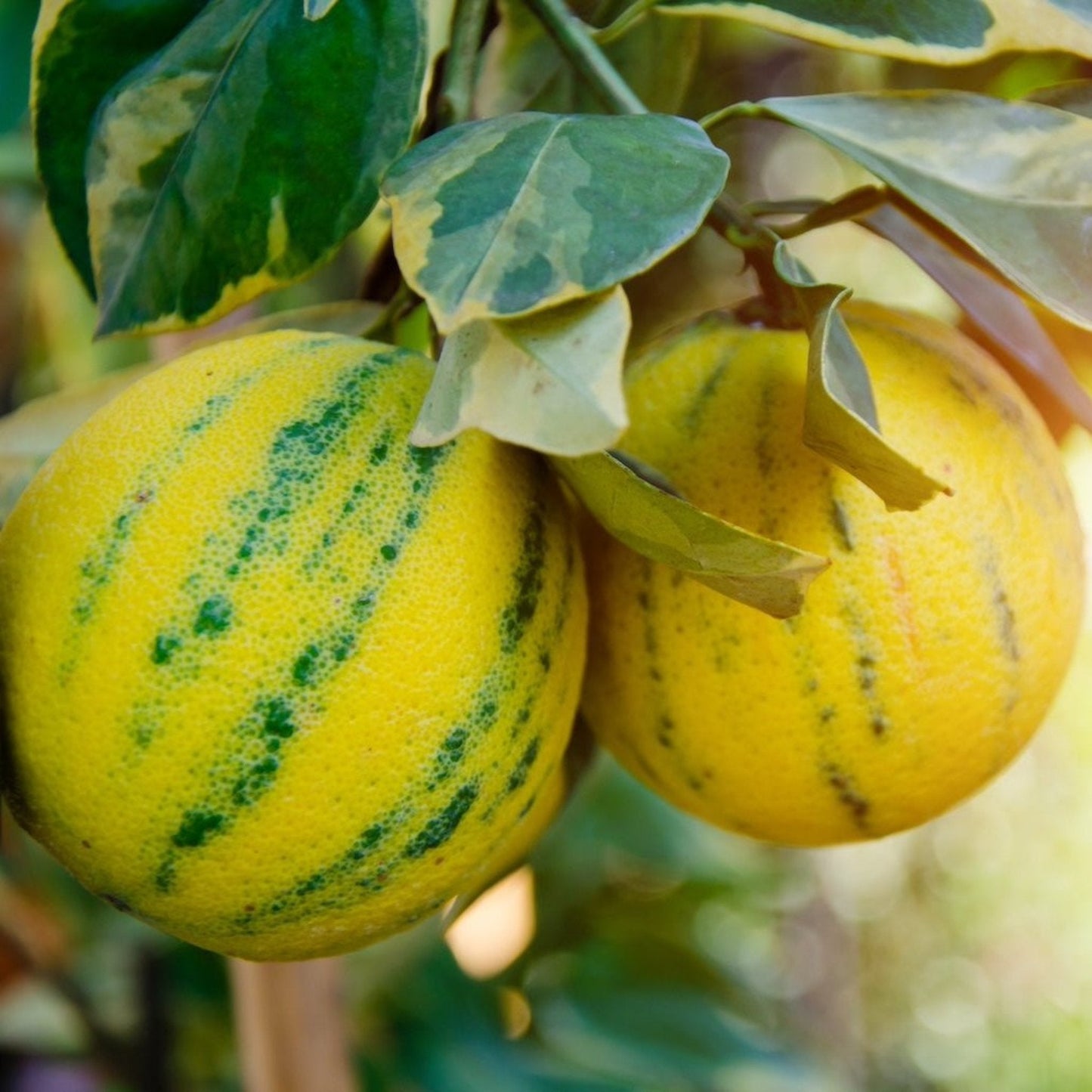Pink Variegated Eureka Lemon Tree
