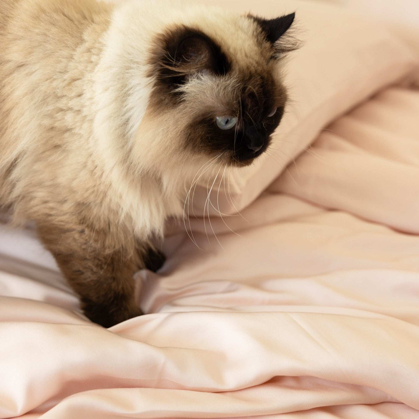 Organic Bamboo Sateen Pillowcase Set