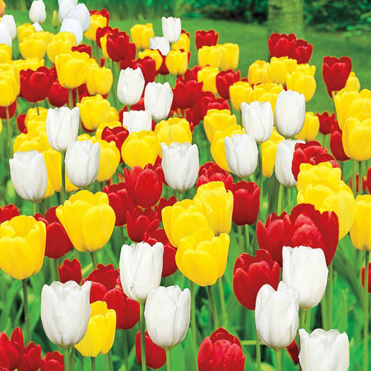 Apeldoorn Tulip Mixture