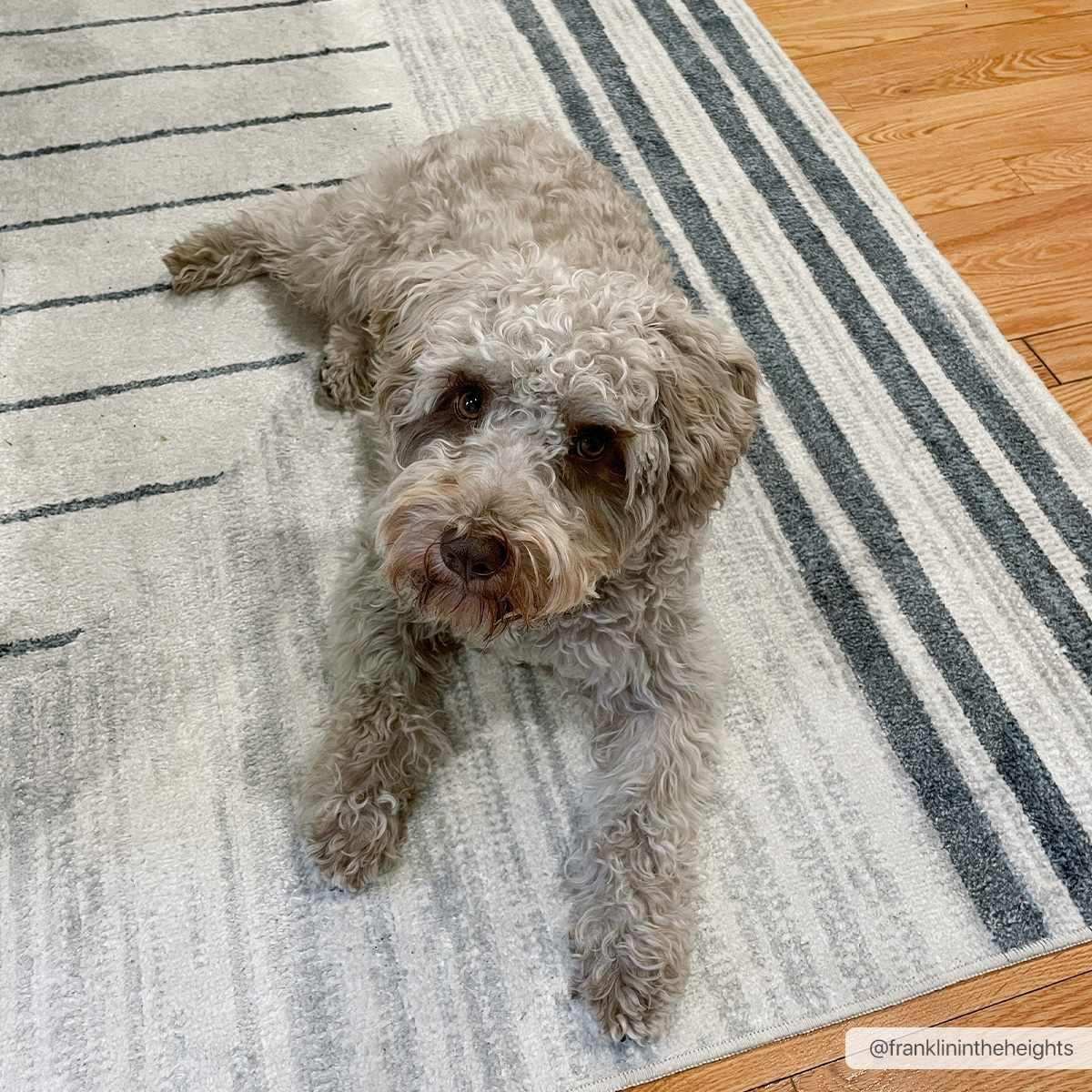 Thad Medium Gray Washable Area Rug