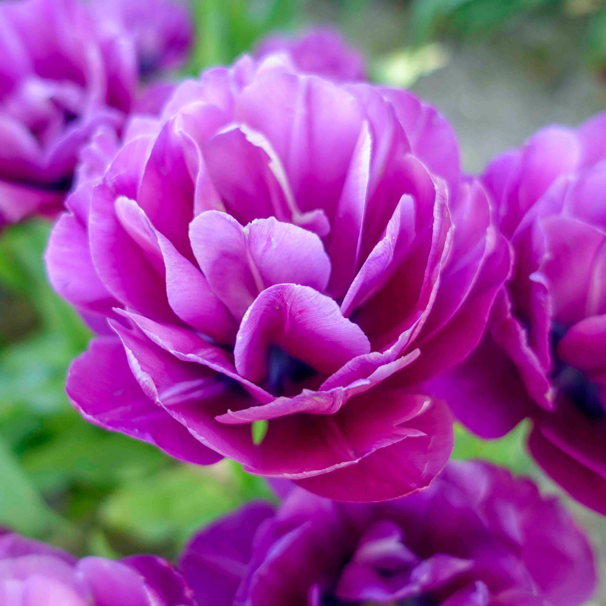 Blue Spectacle Double Peony Tulip