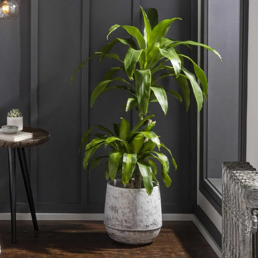 Janamuato White Geometric Cement Outdoor Planter