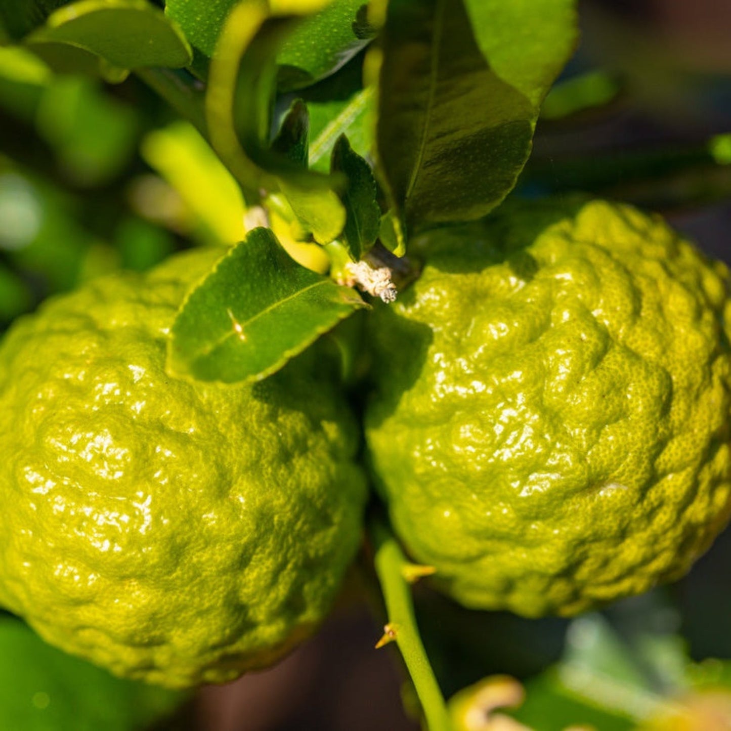 Kaffir Lime Tree (FL)