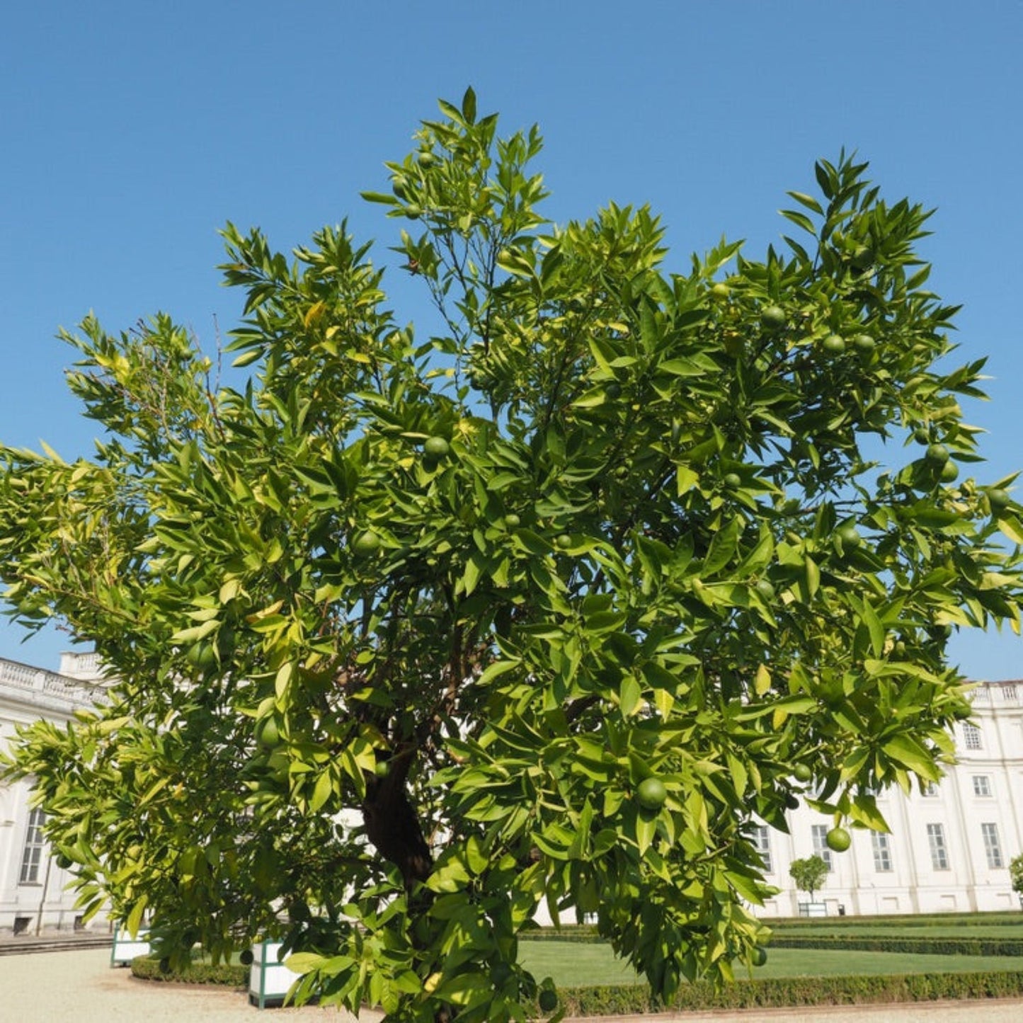 Persian 'Bearss' Lime Tree (FL)