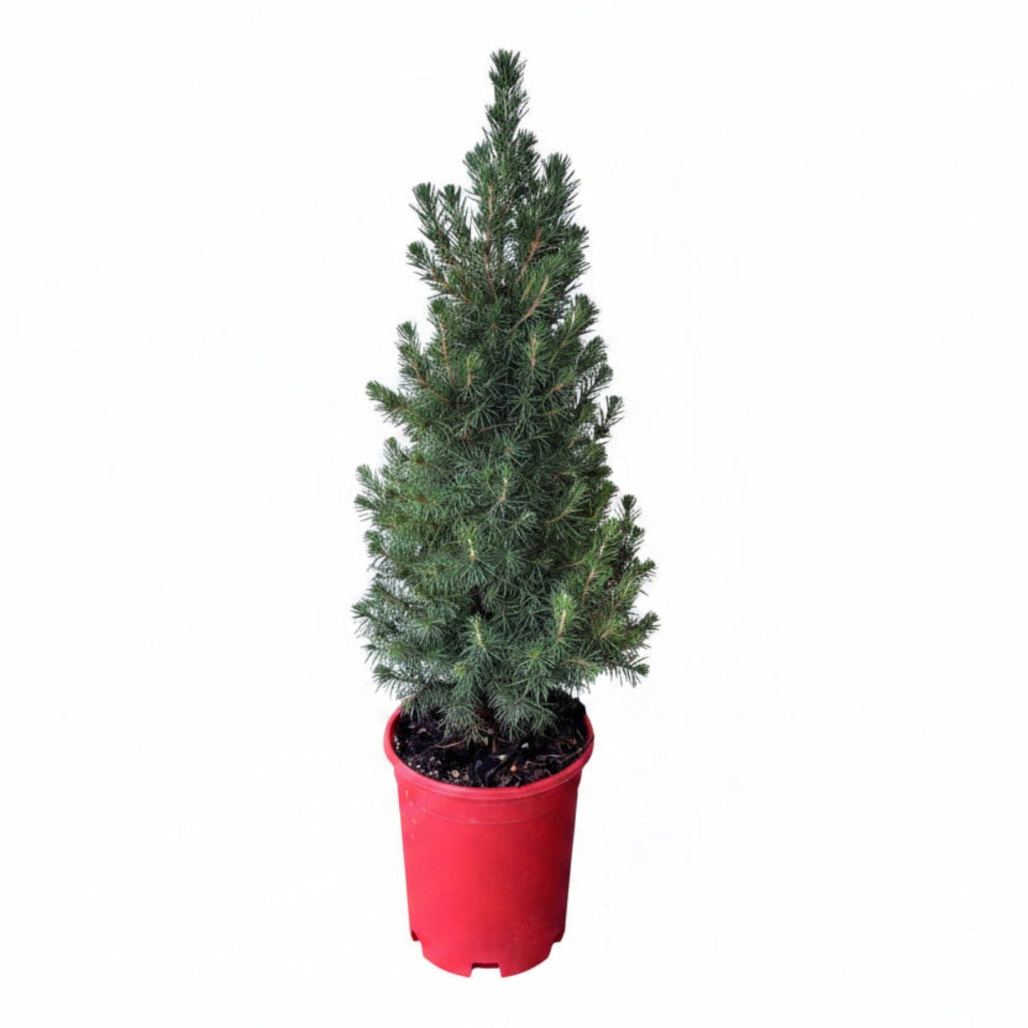 Dwarf Alberta Spruce in Red Holiday Pot