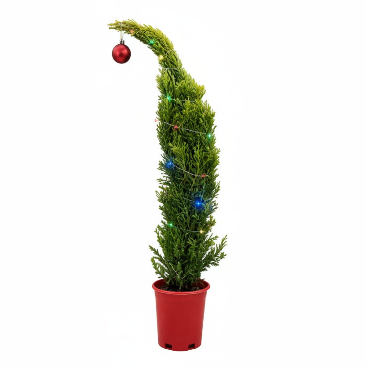 Grinch-mas Lemon Cypress