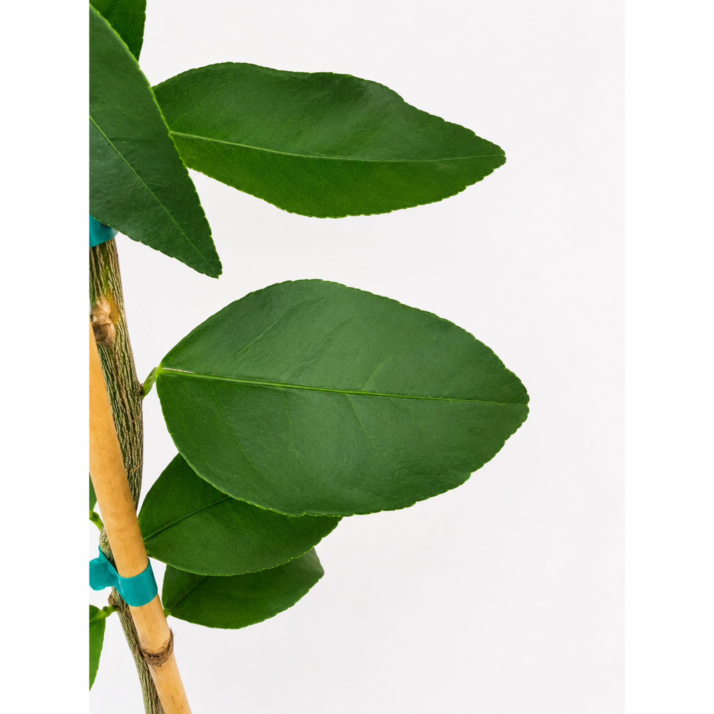 Persian 'Bearss' Lime Tree (FL)