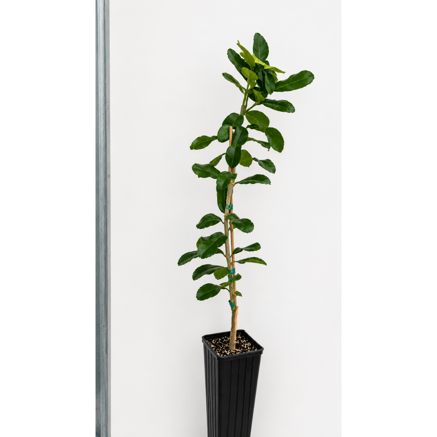 Kaffir Lime Tree (FL)