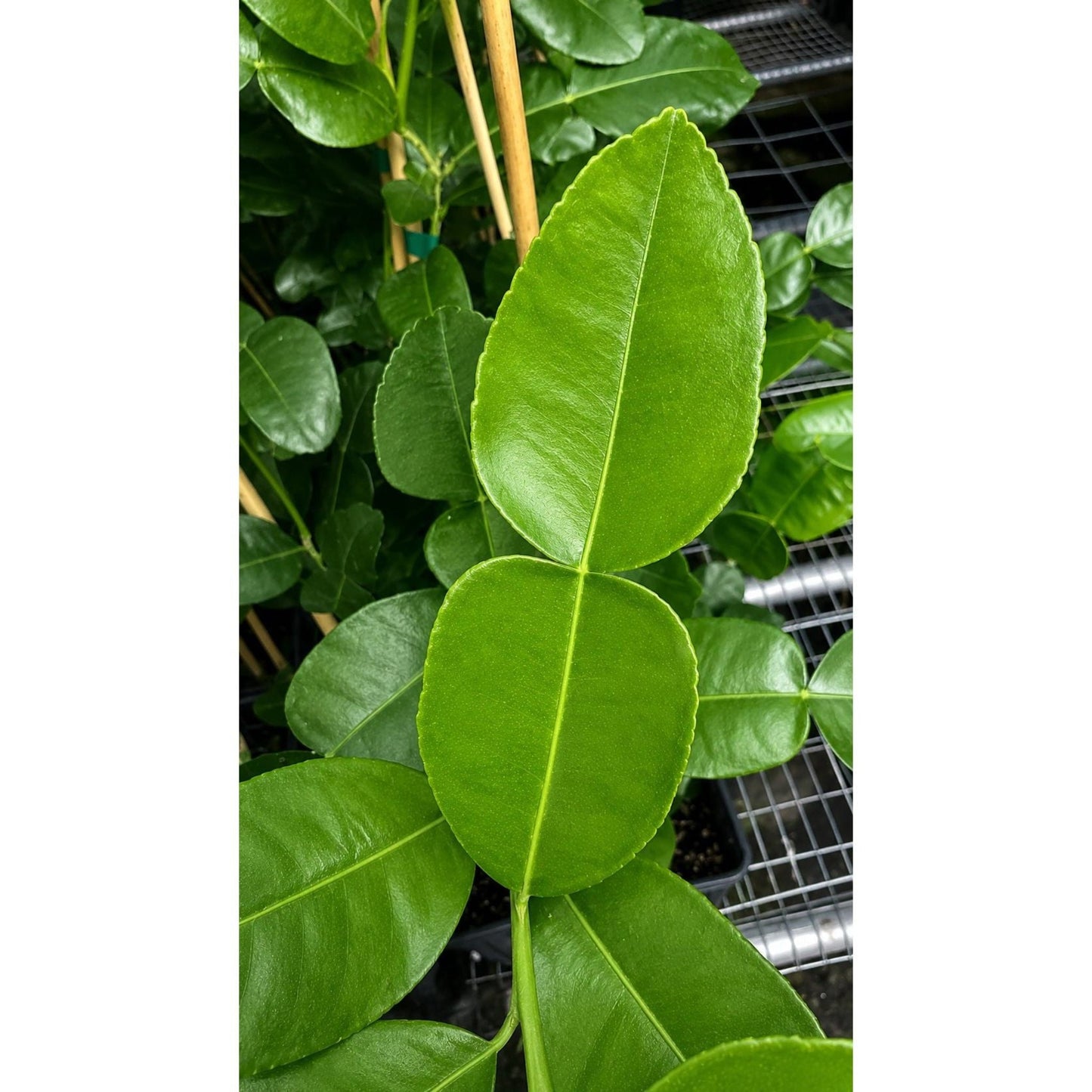 Kaffir Lime Tree (FL)